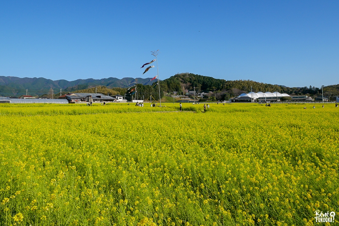 Champ de nanohana au parc Mushirouchi, Koga, Fukuoka