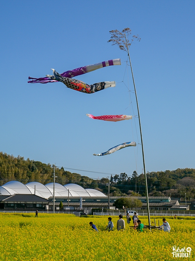 Champ de nanohana au parc Mushirouchi, Koga, Fukuoka