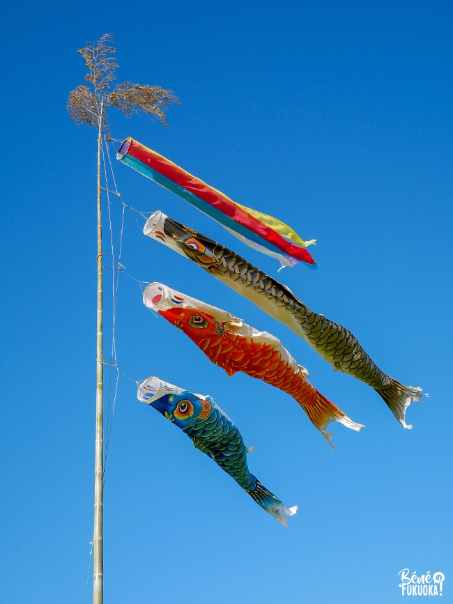 Koinobori au parc Mushirouchi Nanohana, Koga, Fukuoka