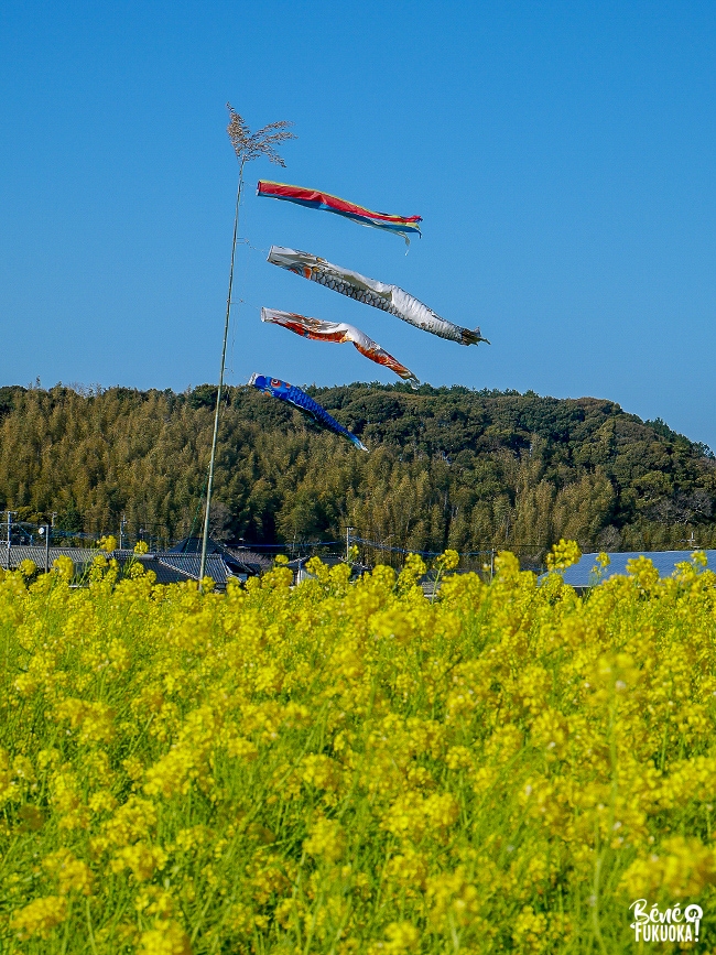 Champ de nanohana au parc Mushirouchi, Koga, Fukuoka