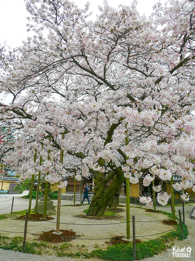 Cerisiers au temple Tôchô-ji, Fukuoka
