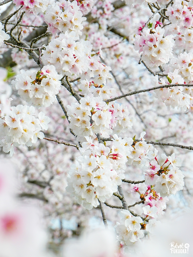 Cerisiers à Itoshima, Fukuoka