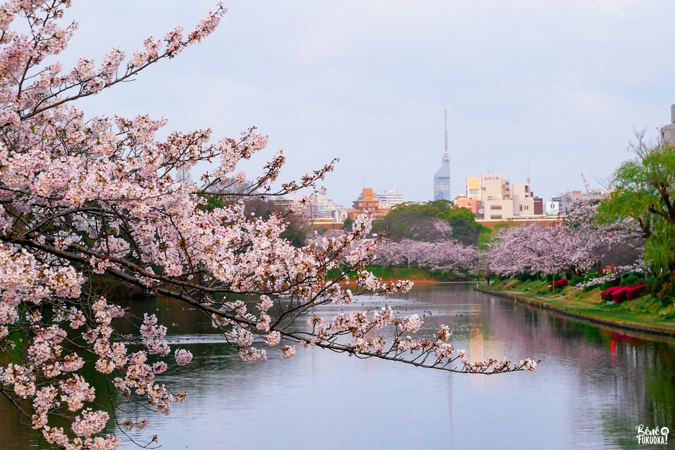 Cerisiers au parc Maizuru et tour de Fukuoka, Fukuoka