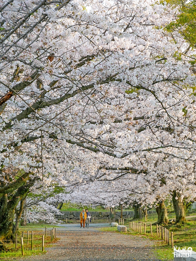 Hanami au parc Maizuru, Fukuoka