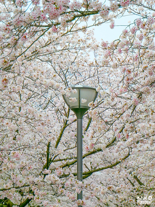 Cerisiers à Zasshonokuma, Fukuoka
