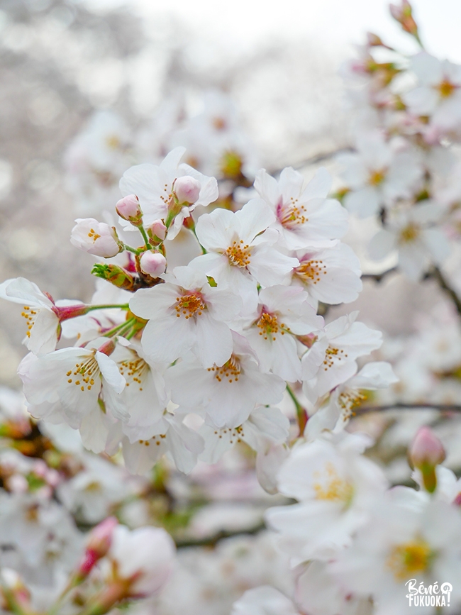 Fleurs de cerisiers au parc Maizuru, Fukuoka