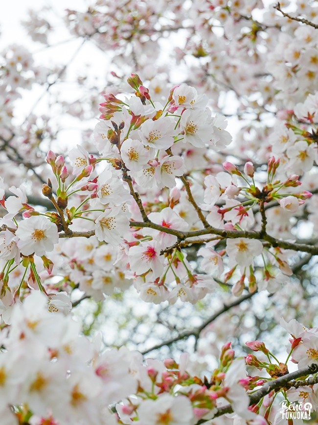 Cerisiers (sakura) à Fukuoka