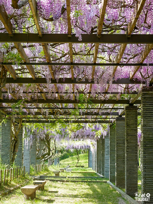 Voir les glycines à Fukuoka, parc Maizuru