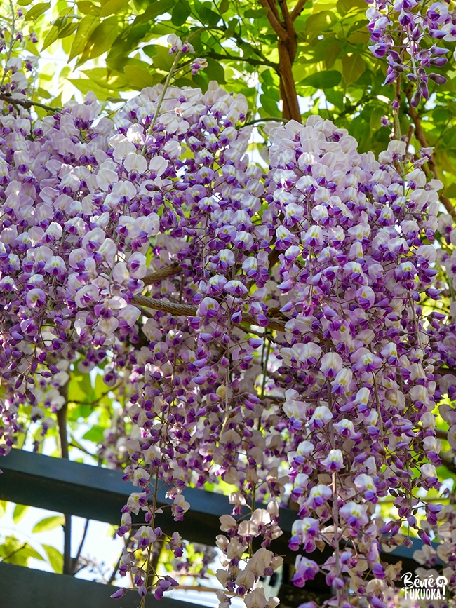 Glycines au parc Maizuru de Fukuoka