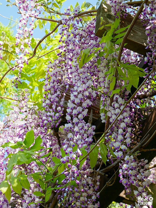 Glycines au parc Maizuru de Fukuoka