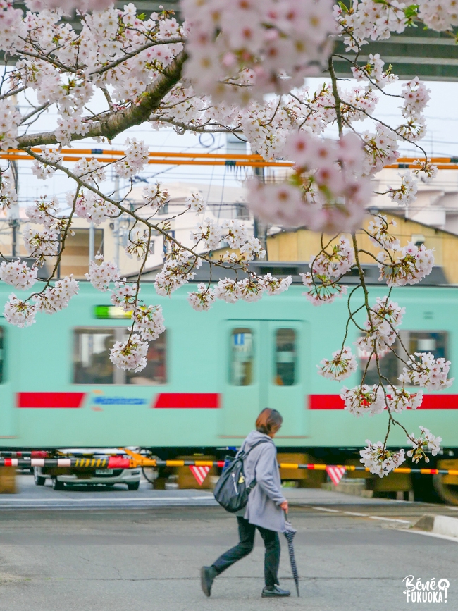 Cerisiers et train à Zasshonokuma, Fukuoka