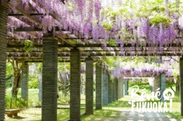 Glycines au parc Maizuru de Fukuoka
