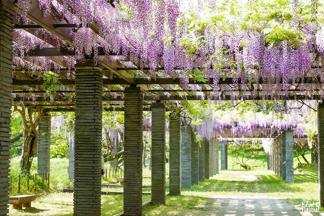 Glycines au parc Maizuru de Fukuoka