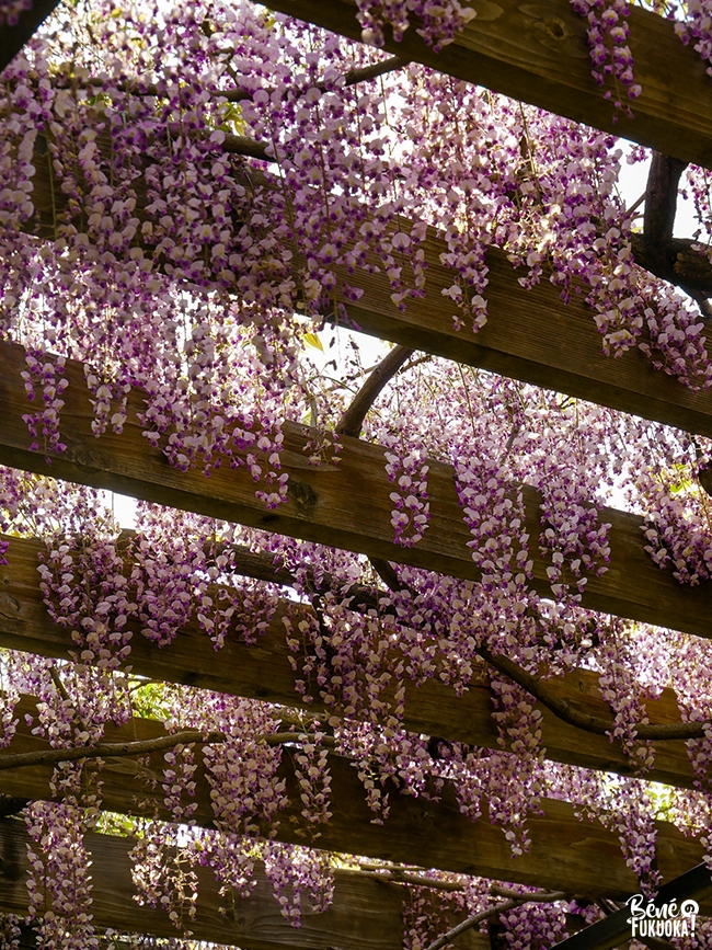 Glycines au parc Maizuru de Fukuoka