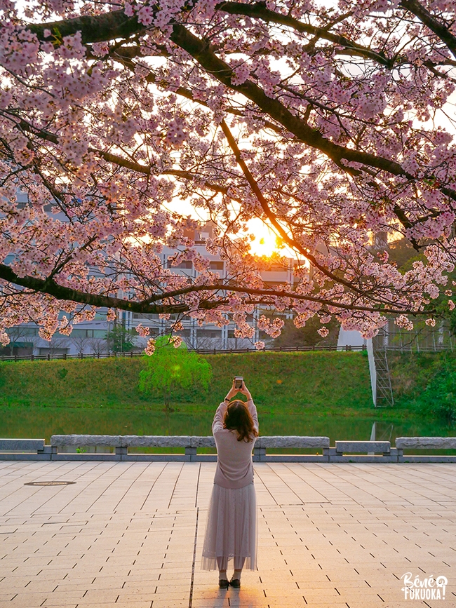 Lever de soleil et cerisiers au parc Maizuru, Fukuoka