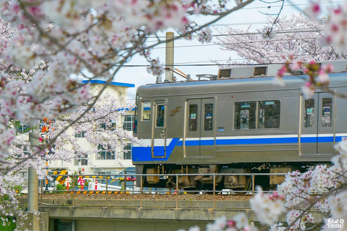 Cerisiers et ligne de train Chikushi, Itoshima Fukuoka