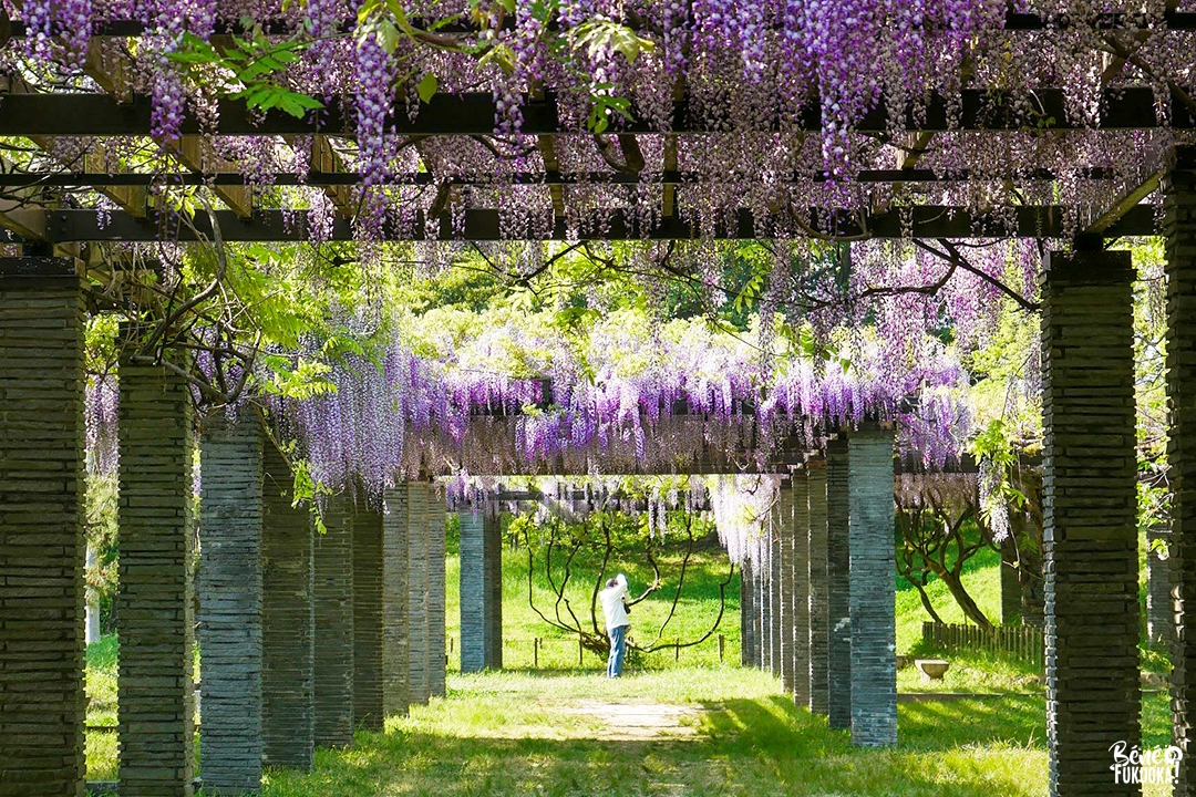 Glycines au parc Maizuru de Fukuoka