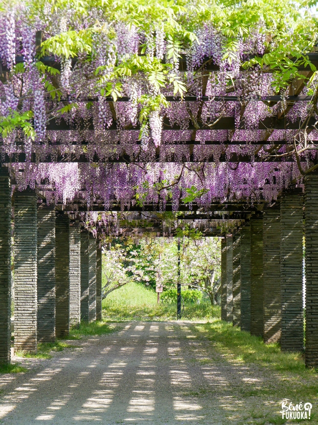 Voir les glycines à Fukuoka, parc Maizuru