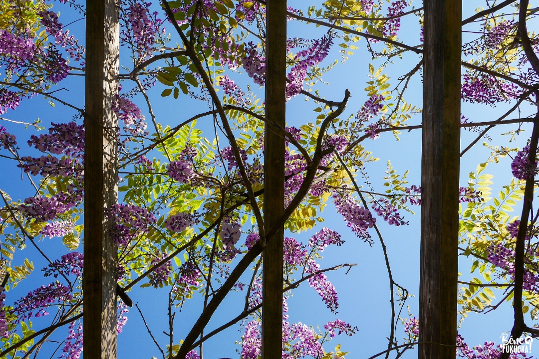 Glycines au parc Maizuru de Fukuoka