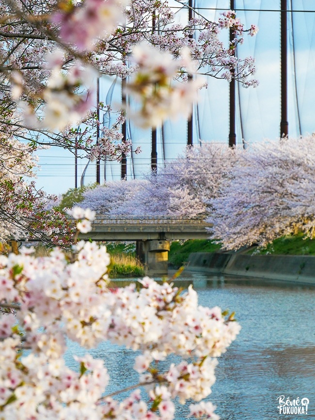 Cerisiers au bord de la rivière Zuibaiji, Itoshima, Fukuoka