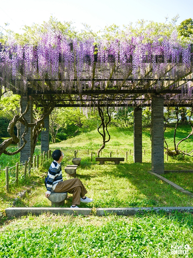 Voir les glycines à Fukuoka, parc Maizuru