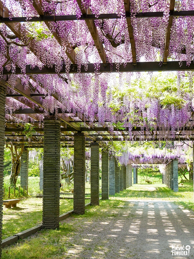 Voir les glycines à Fukuoka, parc Maizuru
