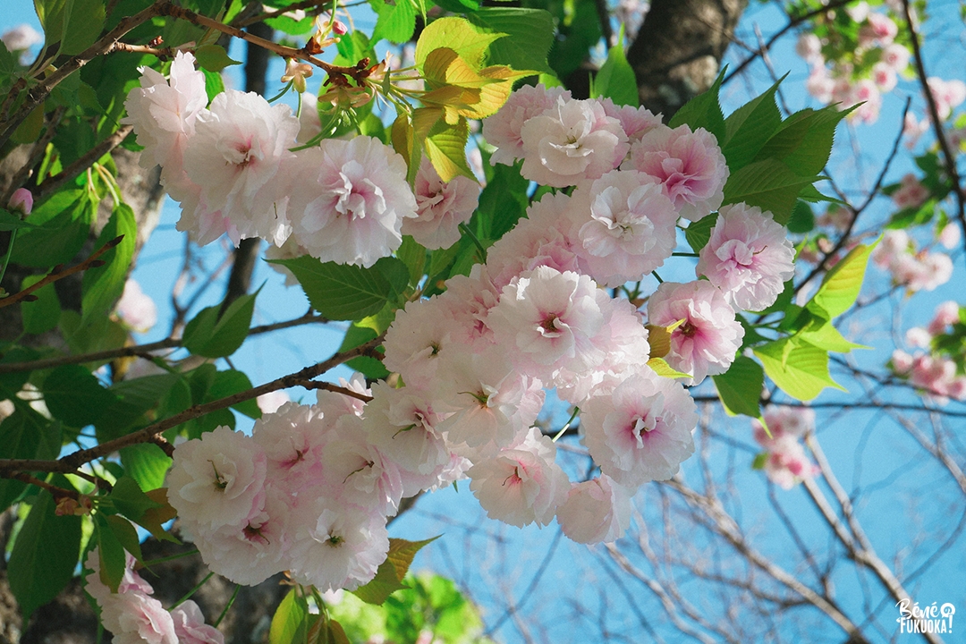 Yaezakura (cerisiers à floraison tardive) au parc Maizuru, Fukuoka