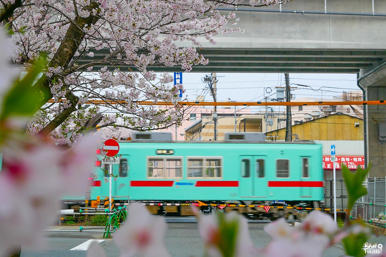 Cerisiers à Zasshonokuma, Fukuoka