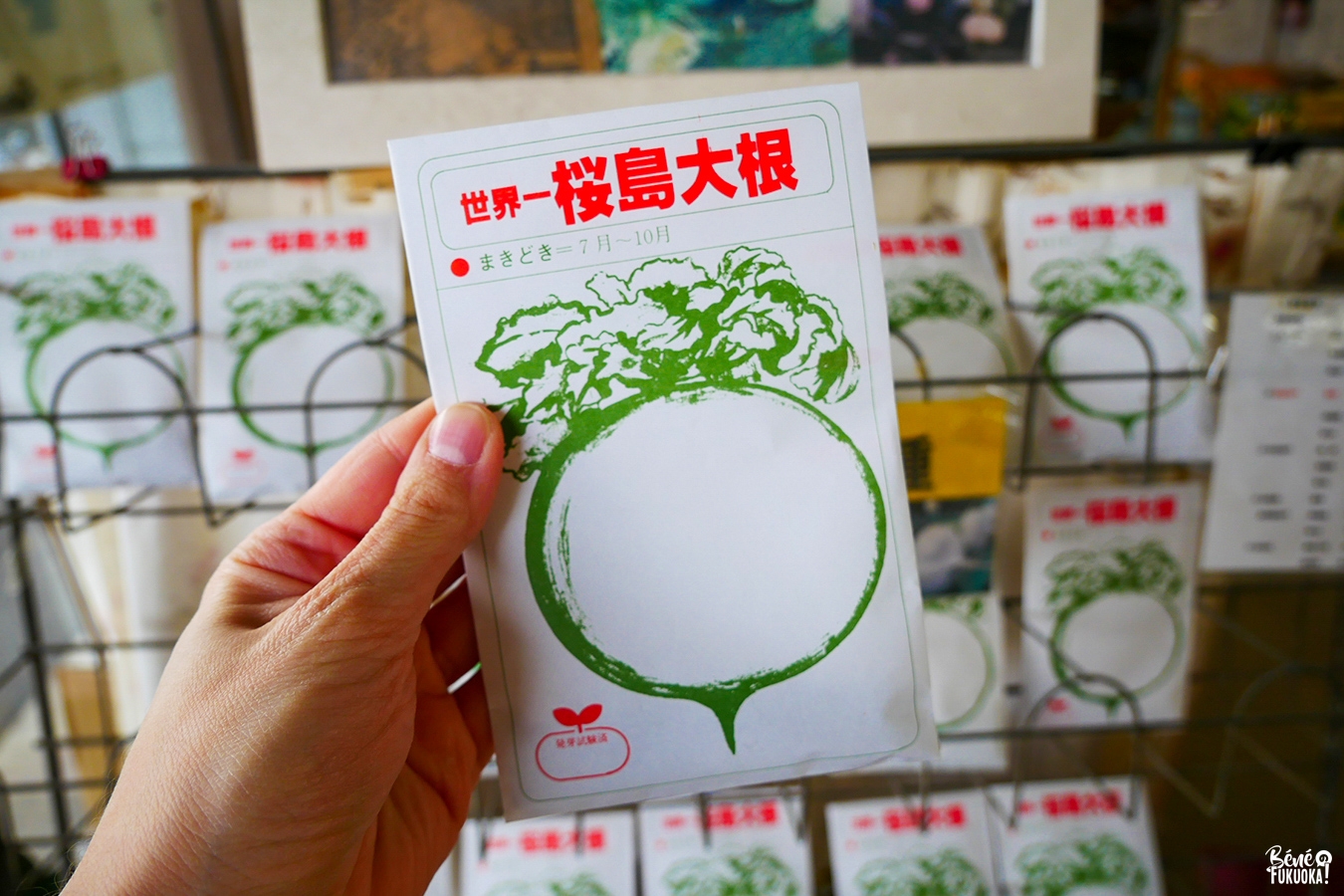 Graines de radis blanc géant du Sakurajima, Kagoshima