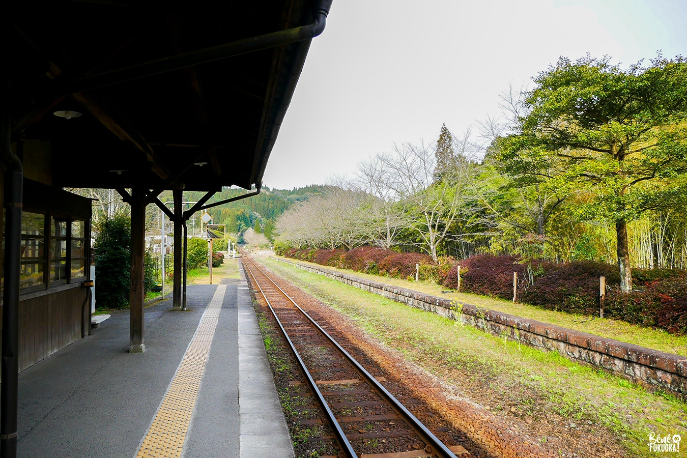 Cerisiers sur le quai de la gare de Kareigawa, Kirishima, Kagoshima