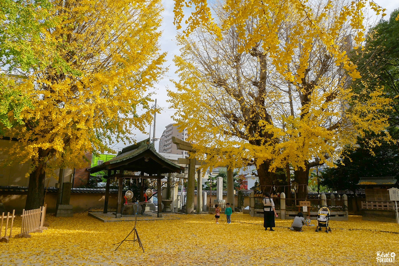 Arbre sacré du sanctuaire Futsukaichi Hachimangû, ville de Chikushino, Fukuoka