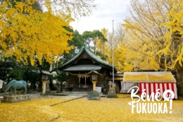 Futsukaichi Hachimangû, le paradis secret des ginkgos