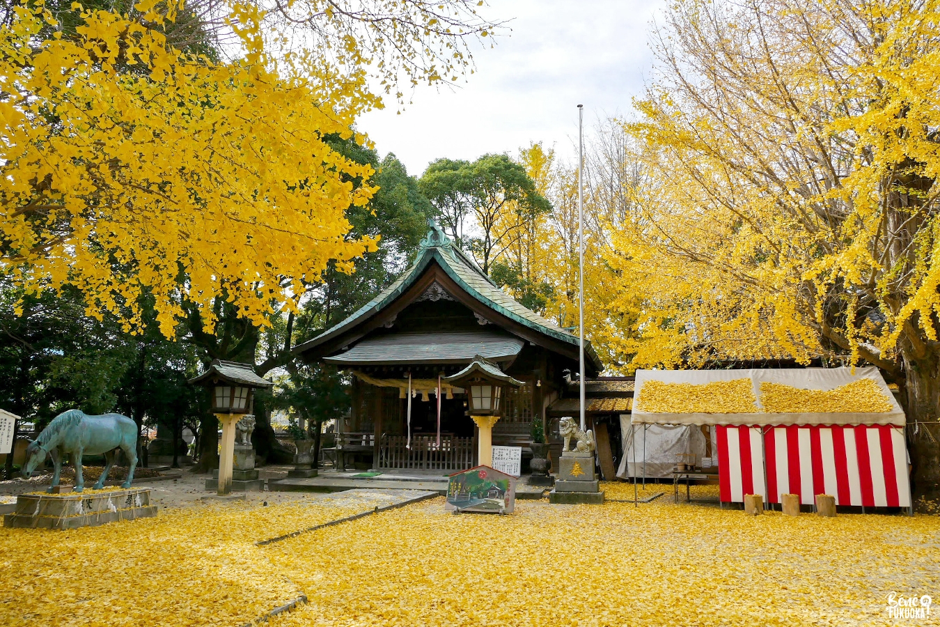 Futsukaichi Hachimangû, le paradis secret des ginkgos