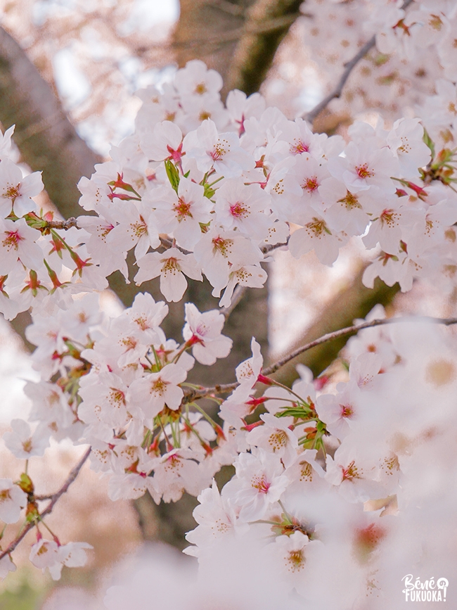 Le parc Hibaruzakura, Fukuoka