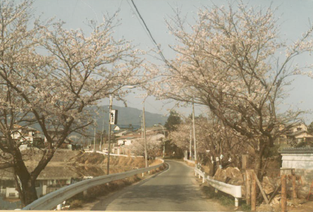 L'allée de cerisiers de Hibaru avant les travaux, Fukuoka