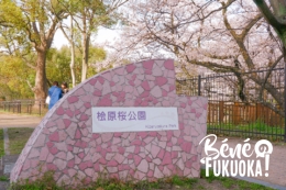 La merveilleuse histoire du parc Hibaruzakura