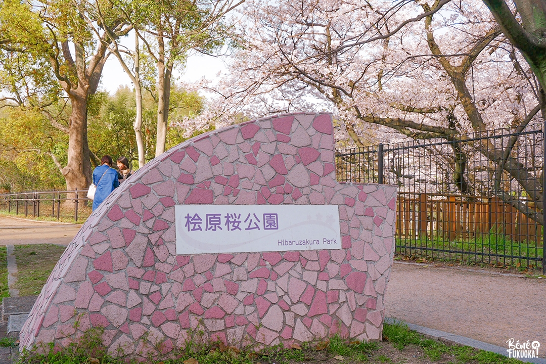 La merveilleuse histoire du parc Hibaruzakura