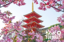 Les kawazu-zakura de Fukuoka