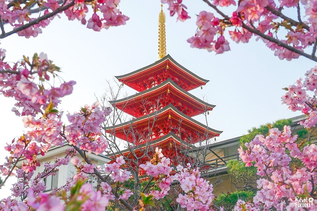 Les kawazu-zakura de Fukuoka