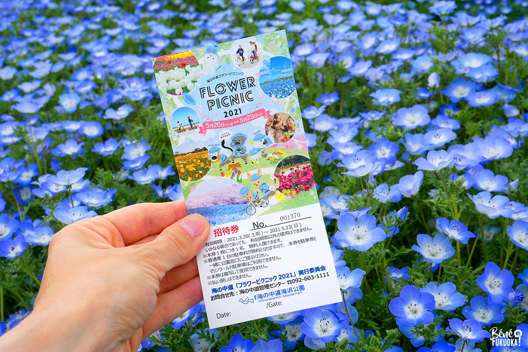 Invitation au Flower Picnic du parc Umi no Nakamichi, Fukuoka