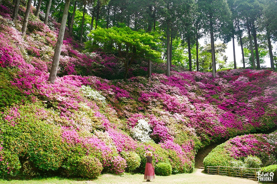 Daikôzen-ji, le temple des azalées, Kiyama, préfecture de Saga