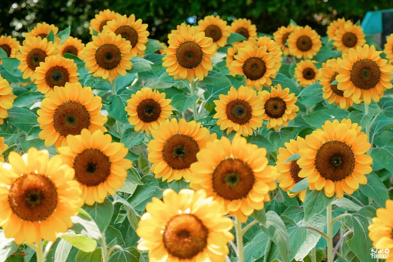 Champ de tournesols au parc de Nokonoshima, Fukuoka