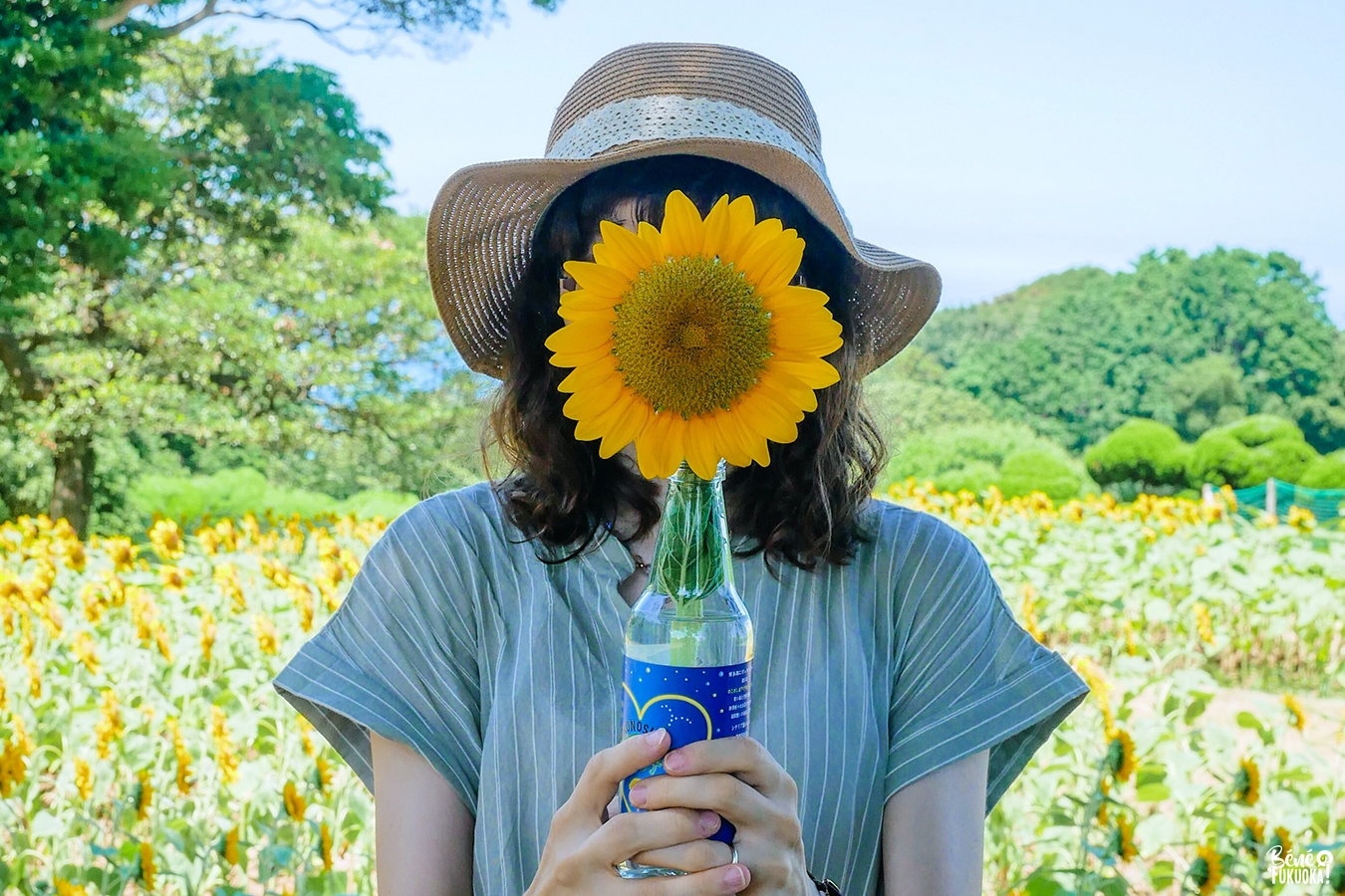 La cueillette des tournesols au parc de Nokonoshima, Fukuoka