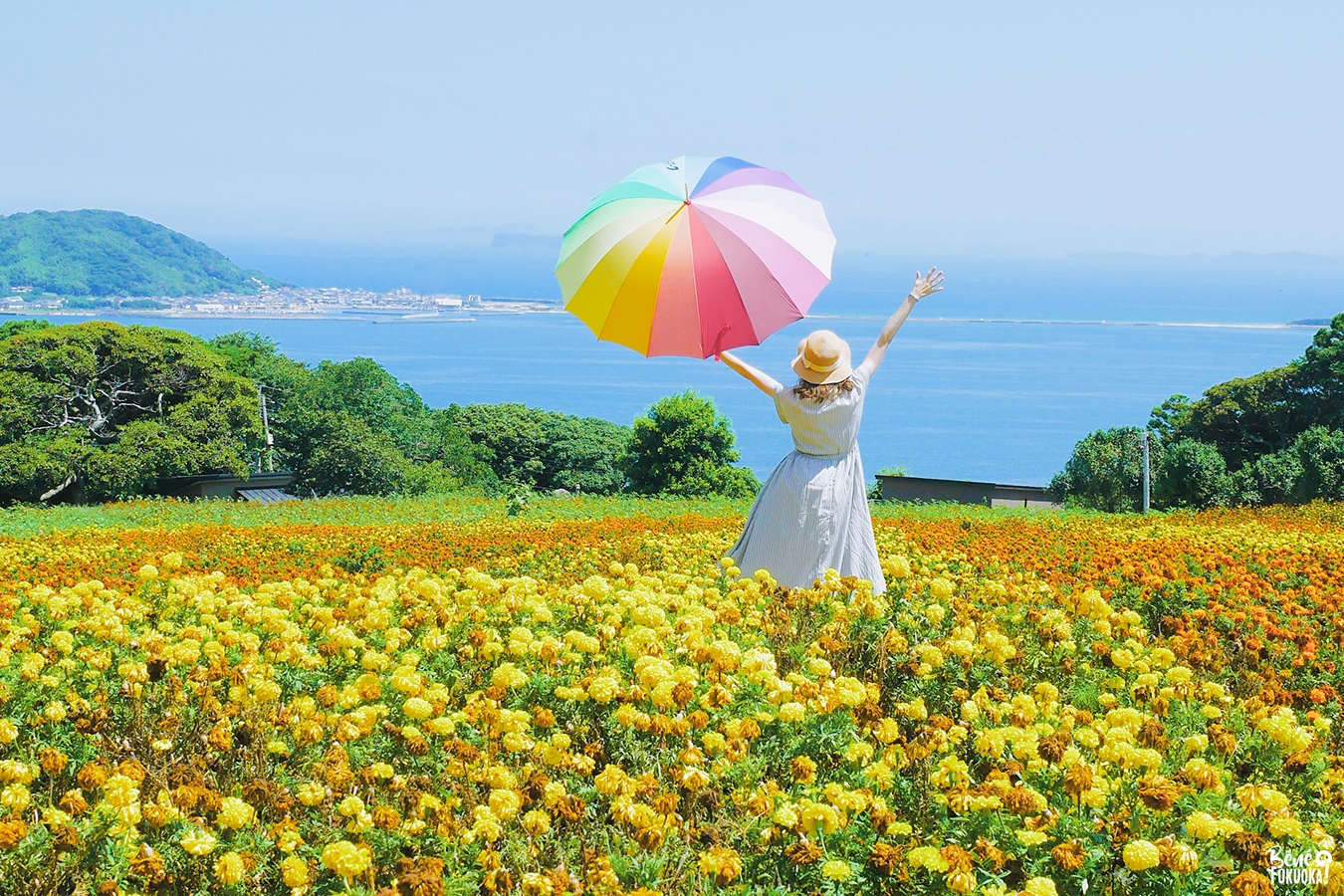 Champ de fleurs au parc de Nokonoshima, Fukuoka
