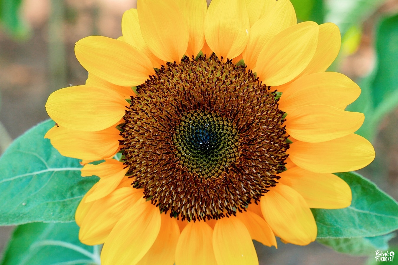 Champ de tournesols au parc de Nokonoshima, Fukuoka