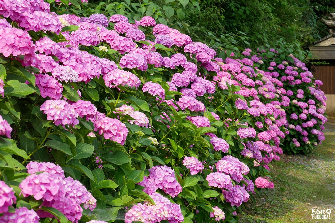 Hortensias, village de Sasaguri, Fukuoka