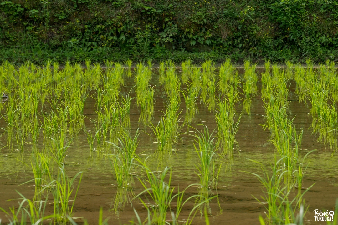 Rizière, village de Sasaguri, Fukuoka
