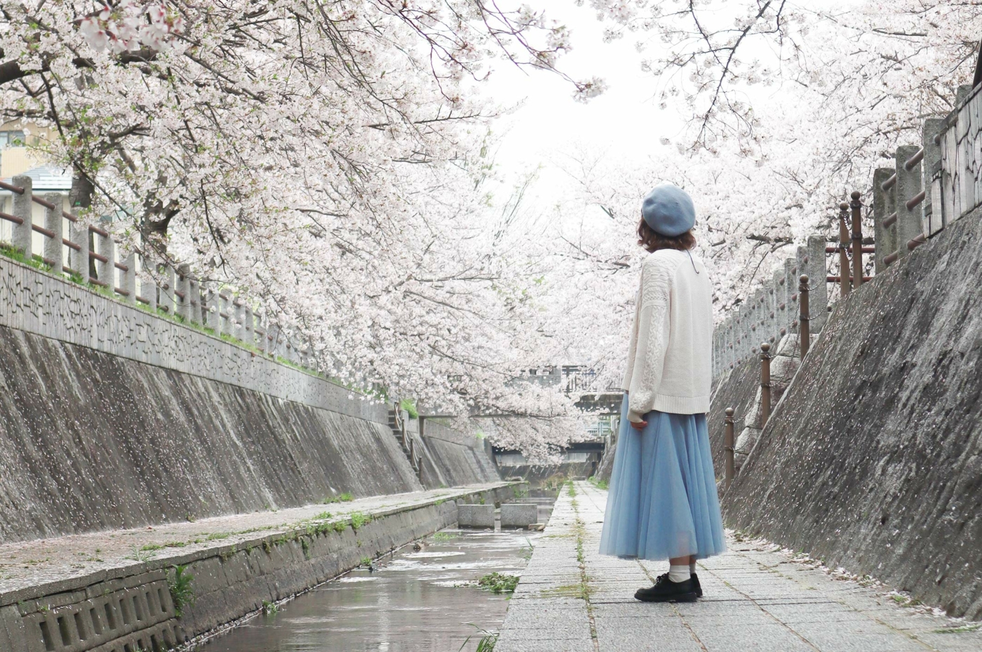 Sous les cerisiers de Fukuoka