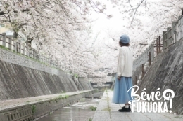 Sous les cerisiers de Fukuoka