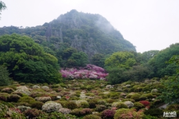 Azalées, jardin Mifuneyama, Saga